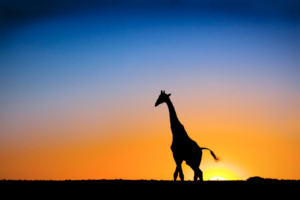 Sunset & Giraffe Botswana7277713867 300x200 - Sunset & Giraffe Botswana - sunset, Puffin, Giraffe, Botswana